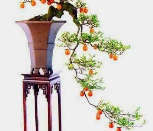 北方养金弹子，这些技巧很重要，你注意了吗？