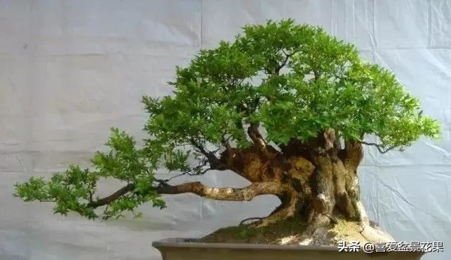 黄杨木，“活古董”千年难长
