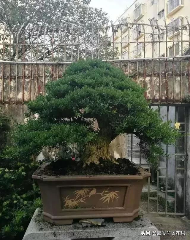 黄杨木，“活古董”千年难长
