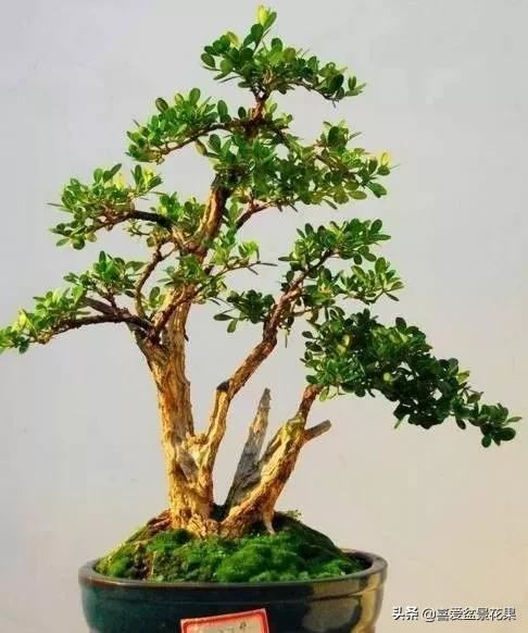 黄杨木，“活古董”千年难长