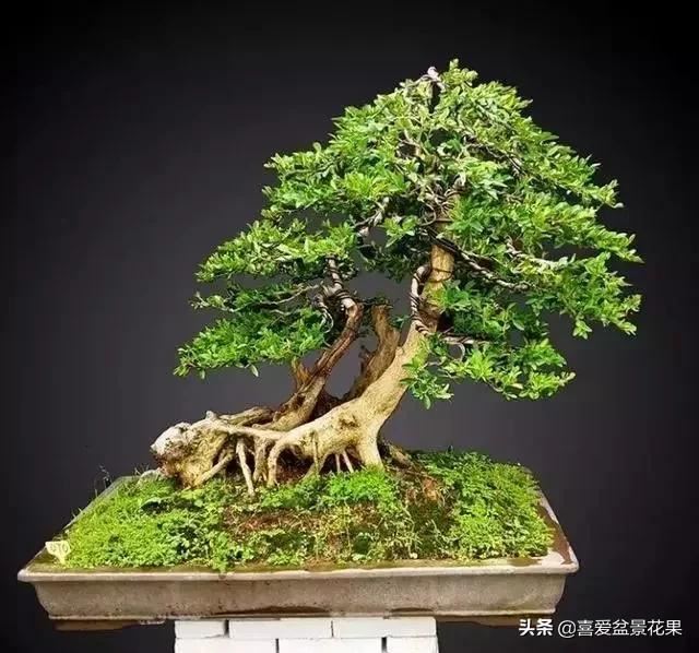 黄杨木，“活古董”千年难长