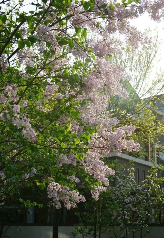 寻一方小院，建一处花园，养花喝茶一辈子