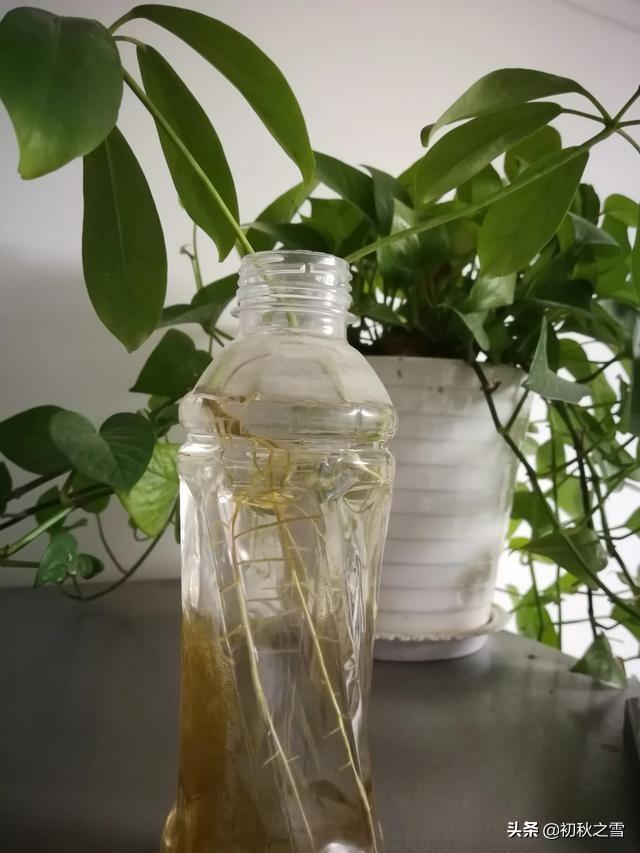 鸭掌木水插生根快，移栽操作要正确，不然，打蔫，缓苗常出现