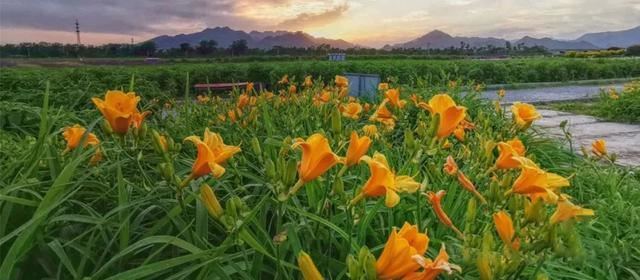 赏美景不聚集“从花海到花港”夏季旅游线路新鲜出炉，赶紧收藏！