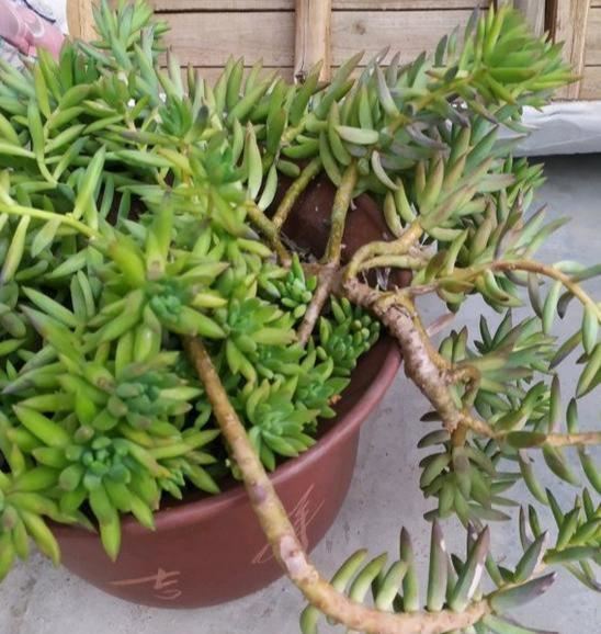 养了5年的千佛手，是该修整一下，剪下来枝条叶片可以扦插叶插