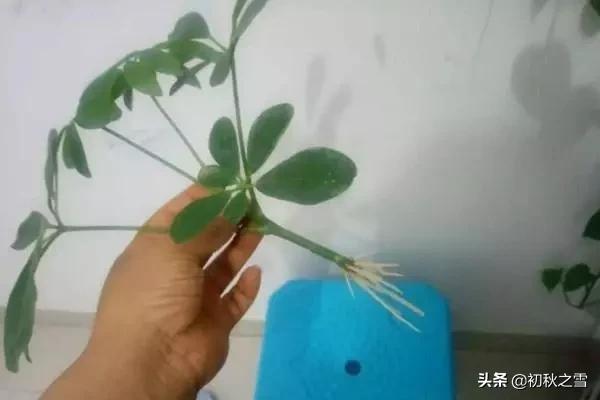 鸭掌木水插生根快，移栽操作要正确，不然，打蔫，缓苗常出现