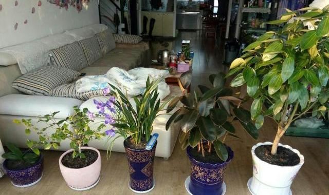 养花没有生根液，那就自制“天然生根剂”，一分钱不花，咋用都行