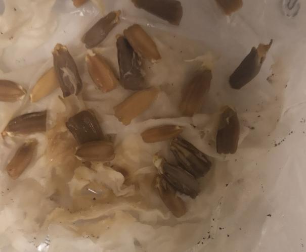 老人最爱养的植物，寓意福禄长寿，风水特别好