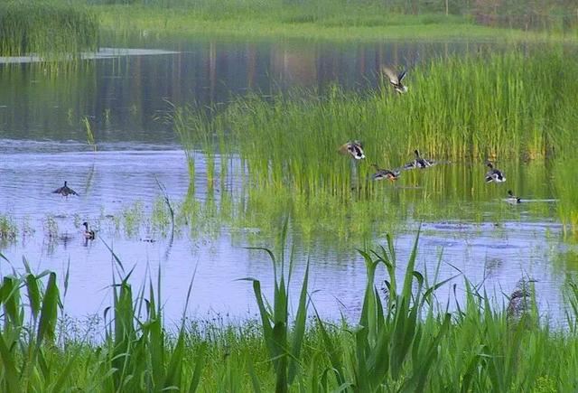 赏美景不聚集“从花海到花港”夏季旅游线路新鲜出炉，赶紧收藏！