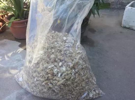 高手在民间，出门捡点松针，煮一煮掺土里，根粗叶绿开花勤