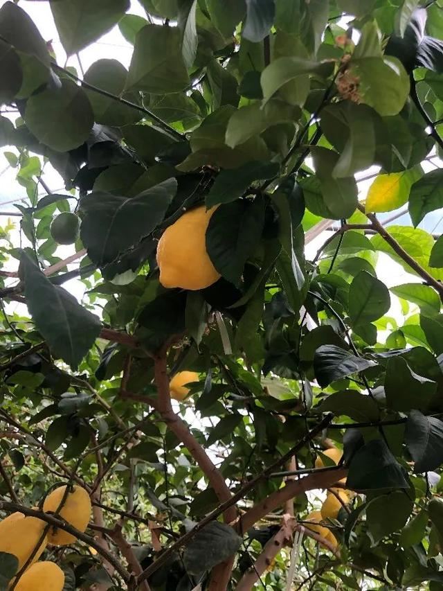 赏美景不聚集“从花海到花港”夏季旅游线路新鲜出炉，赶紧收藏！