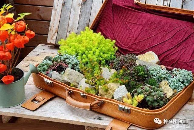 植物行李箱，拖着植物去旅行，让你家植物也享受诗和远方