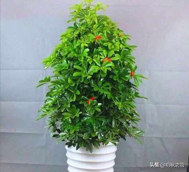 鸭掌木水插生根快，移栽操作要正确，不然，打蔫，缓苗常出现