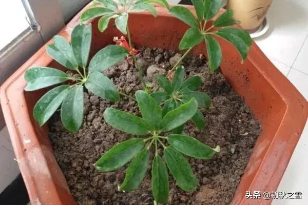 鸭掌木水插生根快，移栽操作要正确，不然，打蔫，缓苗常出现