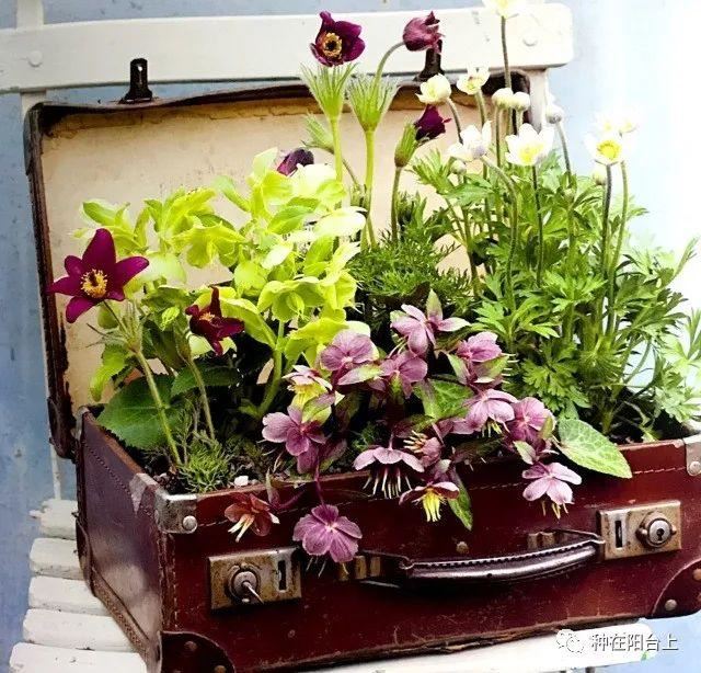 植物行李箱，拖着植物去旅行，让你家植物也享受诗和远方