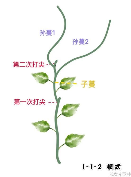 老人最爱养的植物，寓意福禄长寿，风水特别好