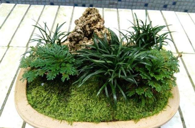 踏青挖点新鲜苔藓，铺在花盆上就是景，精致作用多