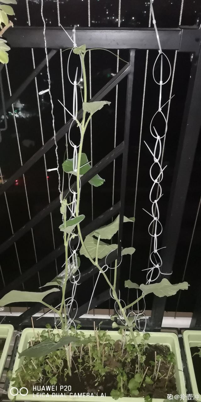 老人最爱养的植物，寓意福禄长寿，风水特别好