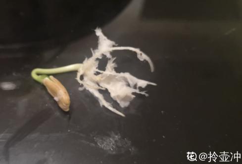 老人最爱养的植物，寓意福禄长寿，风水特别好