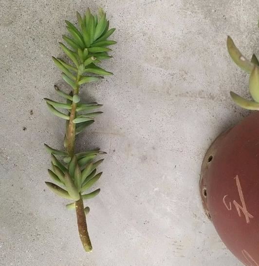 养了5年的千佛手，是该修整一下，剪下来枝条叶片可以扦插叶插