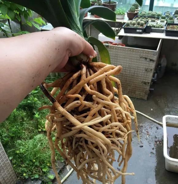 高手在民间，出门捡点松针，煮一煮掺土里，根粗叶绿开花勤