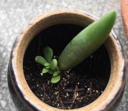 养了5年的千佛手，是该修整一下，剪下来枝条叶片可以扦插叶插