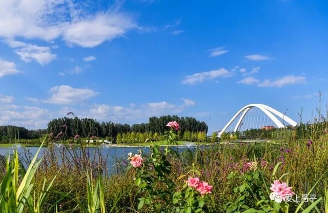 赏美景不聚集“从花海到花港”夏季旅游线路新鲜出炉，赶紧收藏！
