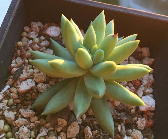 养了5年的千佛手，是该修整一下，剪下来枝条叶片可以扦插叶插