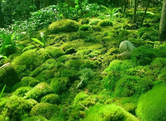 踏青挖点新鲜苔藓，铺在花盆上就是景，精致作用多