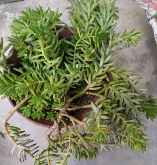 养了5年的千佛手，是该修整一下，剪下来枝条叶片可以扦插叶插