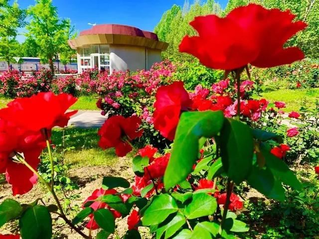赏美景不聚集“从花海到花港”夏季旅游线路新鲜出炉，赶紧收藏！
