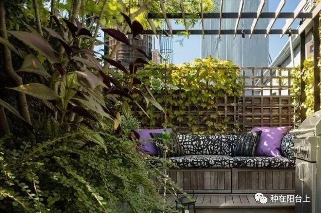 植物行李箱，拖着植物去旅行，让你家植物也享受诗和远方