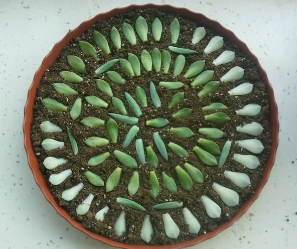 养了5年的千佛手，是该修整一下，剪下来枝条叶片可以扦插叶插