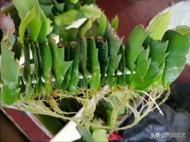 扦插蟹爪兰，巧用“小妙招”，夹在梳子缝里，呼呼长出毛细根