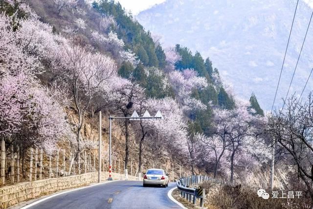 赏美景不聚集“从花海到花港”夏季旅游线路新鲜出炉，赶紧收藏！