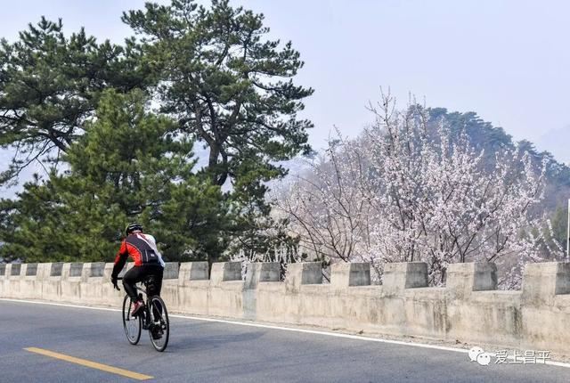 赏美景不聚集“从花海到花港”夏季旅游线路新鲜出炉，赶紧收藏！