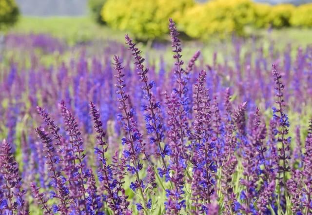 赏美景不聚集“从花海到花港”夏季旅游线路新鲜出炉，赶紧收藏！