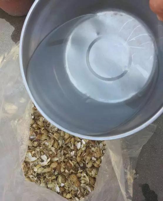 高手在民间，出门捡点松针，煮一煮掺土里，根粗叶绿开花勤