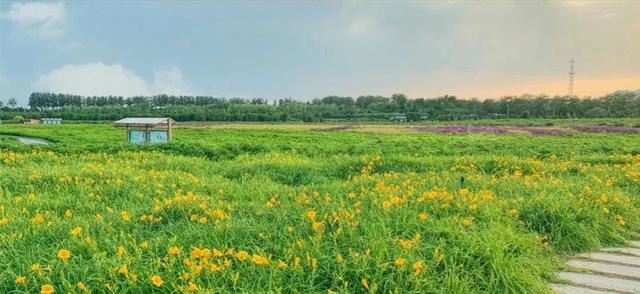赏美景不聚集“从花海到花港”夏季旅游线路新鲜出炉，赶紧收藏！
