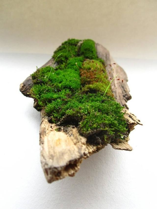踏青挖点新鲜苔藓，铺在花盆上就是景，精致作用多