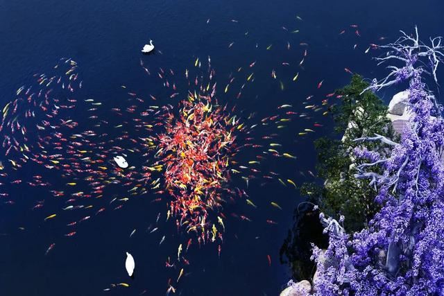 赏美景不聚集“从花海到花港”夏季旅游线路新鲜出炉，赶紧收藏！