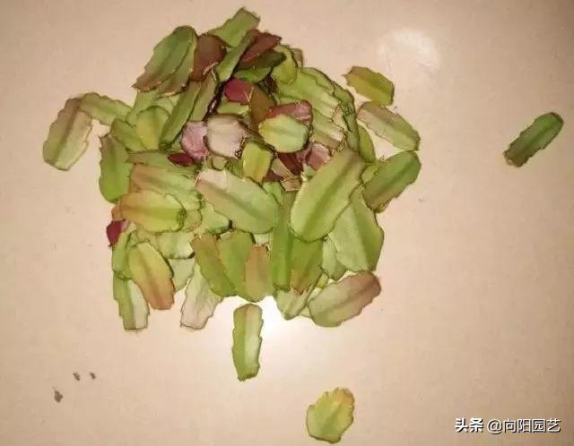 扦插蟹爪兰，巧用“小妙招”，夹在梳子缝里，呼呼长出毛细根