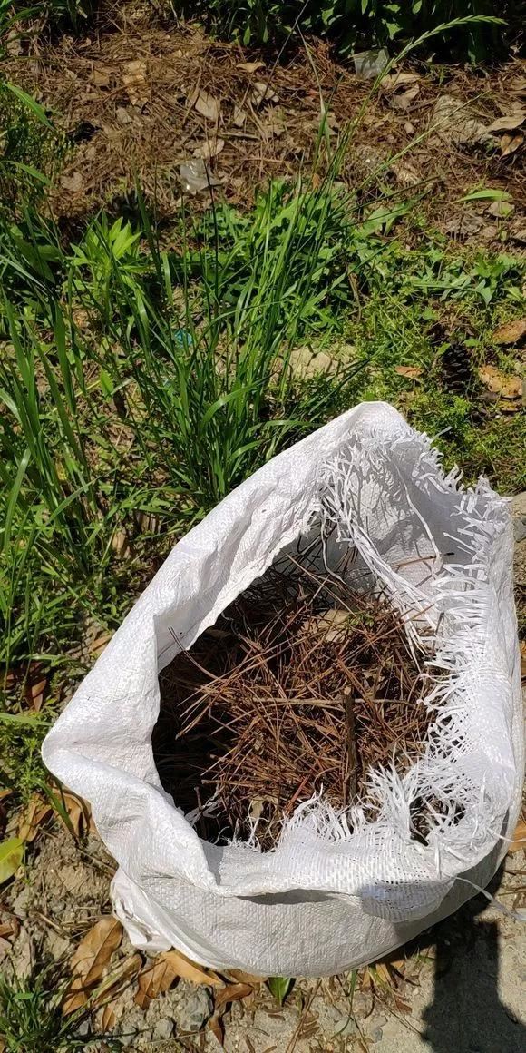 高手在民间，出门捡点松针，煮一煮掺土里，根粗叶绿开花勤