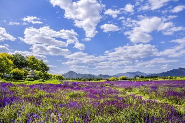 赏美景不聚集“从花海到花港”夏季旅游线路新鲜出炉，赶紧收藏！