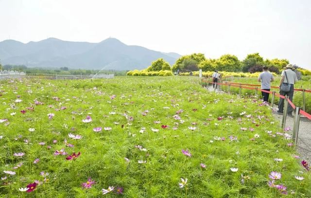 赏美景不聚集“从花海到花港”夏季旅游线路新鲜出炉，赶紧收藏！