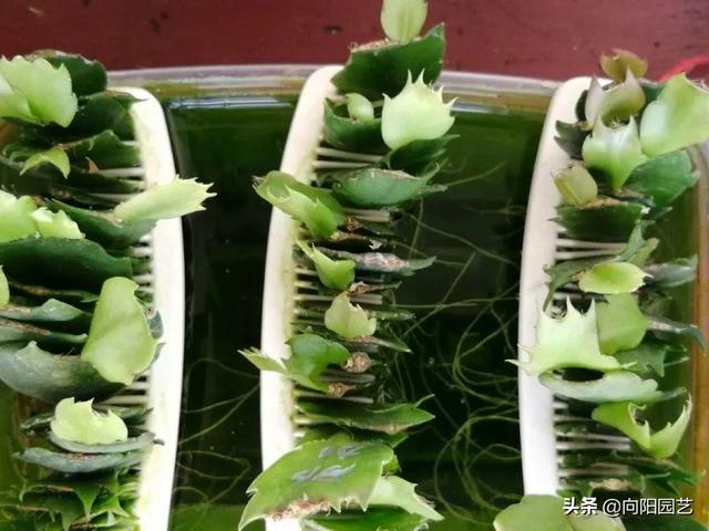 扦插蟹爪兰，巧用“小妙招”，夹在梳子缝里，呼呼长出毛细根