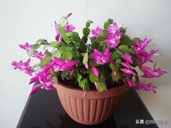 扦插蟹爪兰，巧用“小妙招”，夹在梳子缝里，呼呼长出毛细根