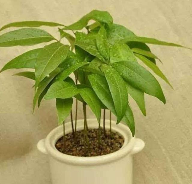 荔枝核不要扔，把它埋到花盆里，就能长出清新的小盆栽
