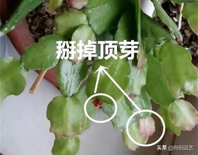 扦插蟹爪兰，巧用“小妙招”，夹在梳子缝里，呼呼长出毛细根