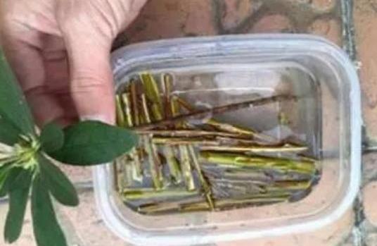 养花没有生根液，那就自制“天然生根剂”，一分钱不花，咋用都行